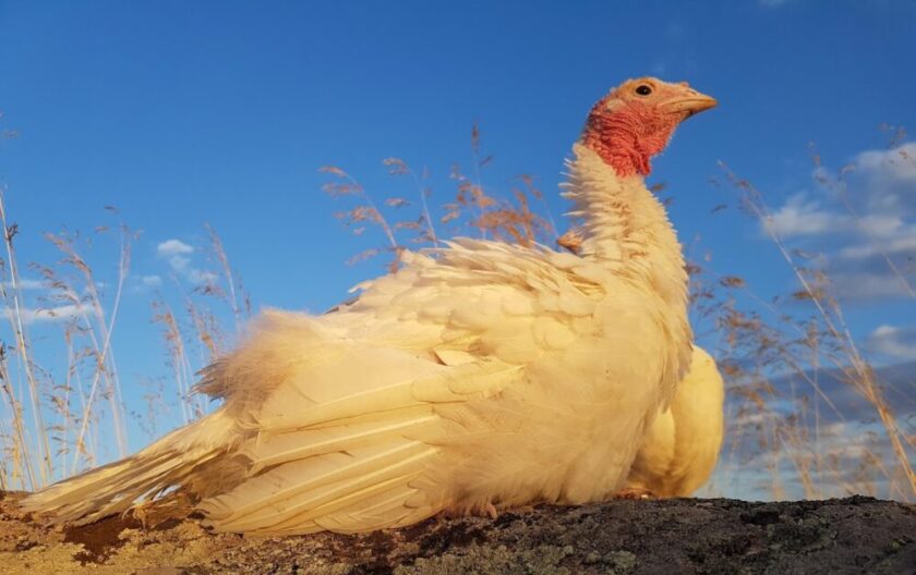 pava ecológica en el campo durante la temporada de puesta