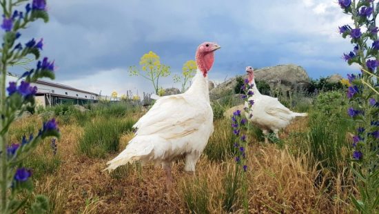 Huevos de pavas ecologicas pastoreadas