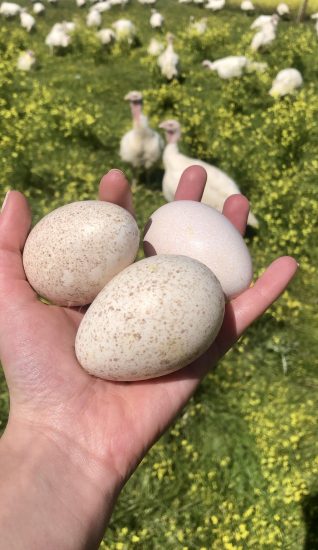 PavosBIo Huevos de pavas ecologicas