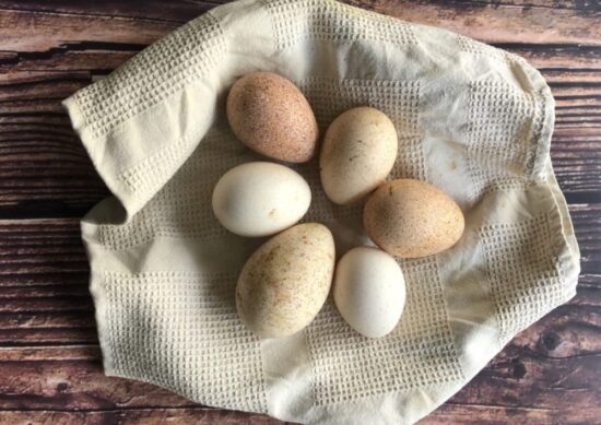 huevos pavos ecologicos pastoreados