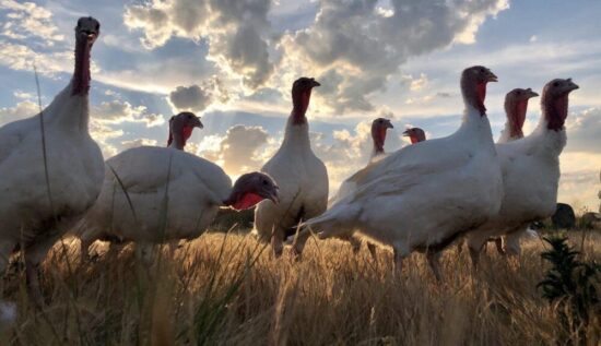 Pavos ecológicos criados a pasto