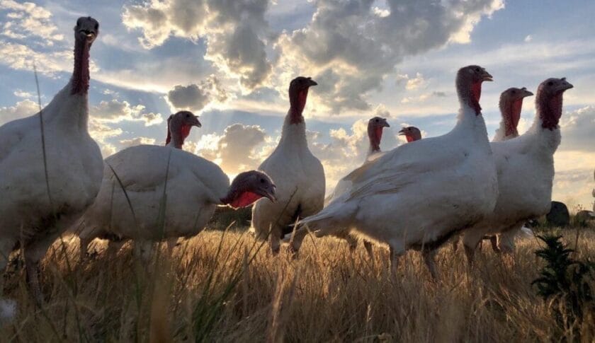 Pavos ecológicos criados a pasto, carne de pasto