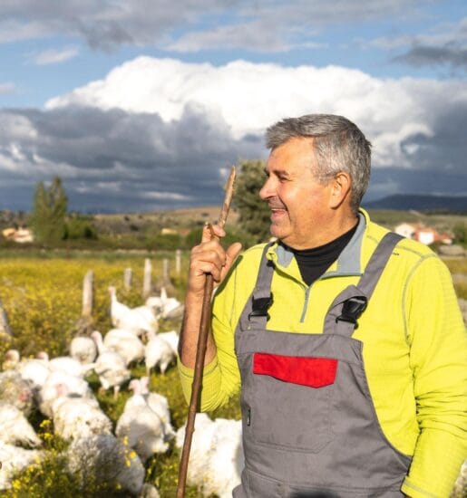 Carne de pasto grassfed: nuestros pavos pastoreados