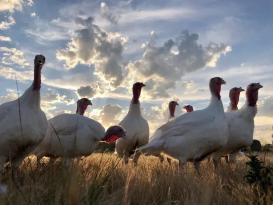 Pavos criados en libertad en el campo, cuyo manejo influye en el sabor de la pechuga
