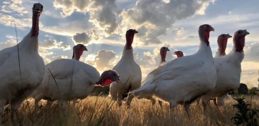 pavos ecológicos pastoreando en campo abierto en Sierra de Ávila