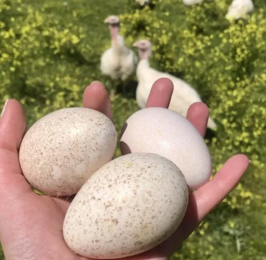 huevos de pava ecológicos presentados de forma natural