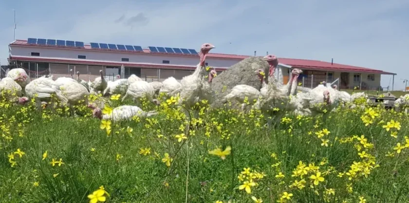 Pavos ecológicos criados en libertad pastando junto a la nave con placas solares de PavosBio, en Ávila
