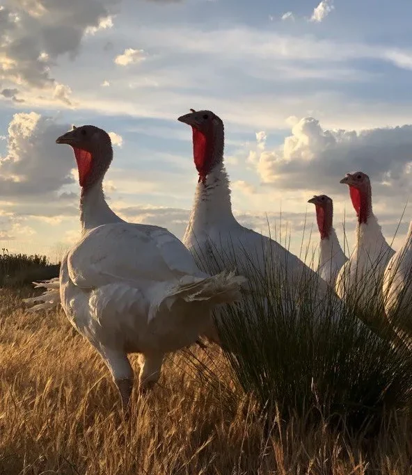 Pavos ecológicos en la Sierra de Ávila