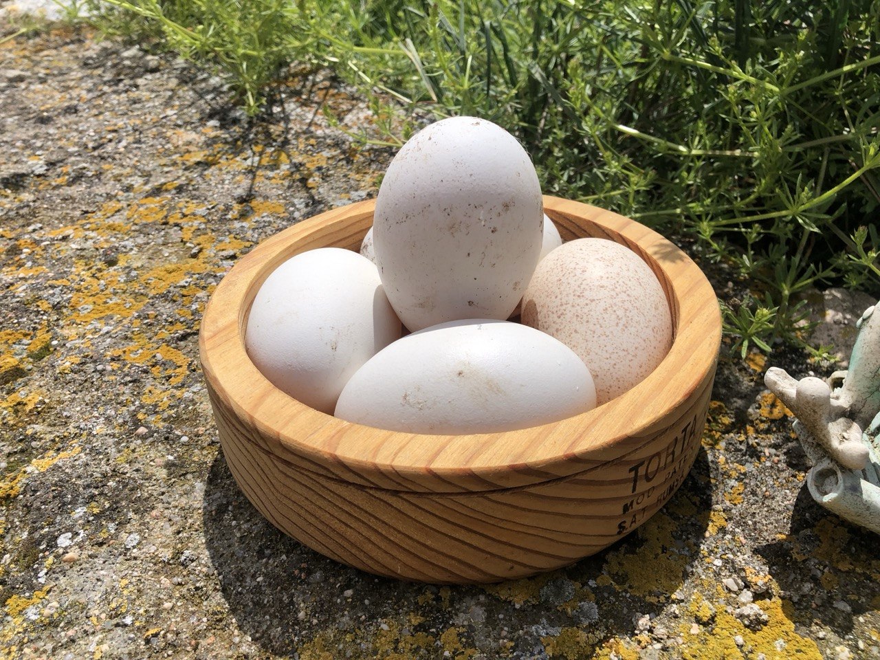 Huevos ecologicos de pava - PavosBio